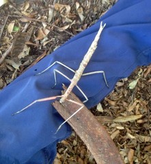Phasmatini