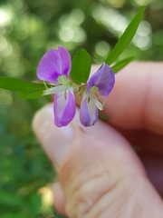 Pedleya acanthoclada