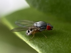 Luzonimyia cineracea