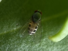 Luzonimyia cineracea
