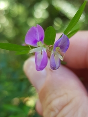Pedleya acanthoclada