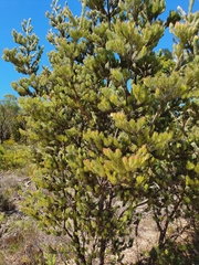 Adenanthos cygnorum
