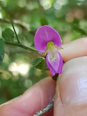Pedleya acanthoclada
