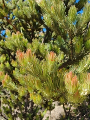 Adenanthos cygnorum