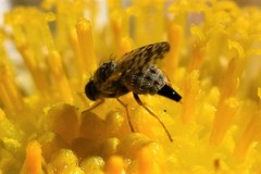 Dioxyna picciola