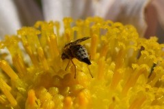 Dioxyna picciola