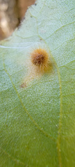 Caryomyia hirtiglobus
