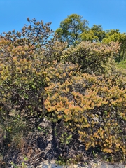 Adenanthos