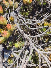 Adenanthos