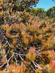 Adenanthos