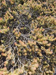 Adenanthos