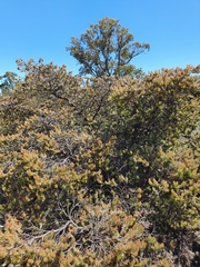 Adenanthos