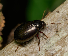 Amphicyrta chrysomelina