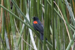 Agelaius phoeniceus mailliardorum