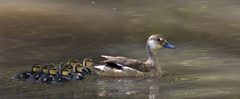 Amazonetta brasiliensis