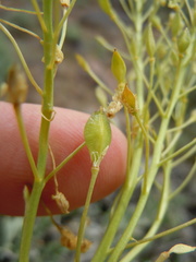 Lepidium tiehmii