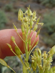 Lepidium tiehmii