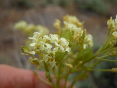 Lepidium tiehmii