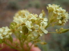 Lepidium tiehmii