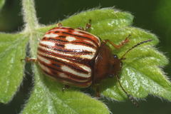 Leptinotarsa typographica