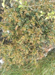 Metrosideros perforata