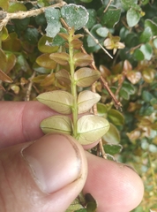 Metrosideros perforata