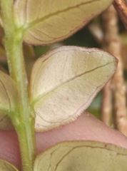 Metrosideros perforata