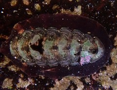 Onithochiton quercinus