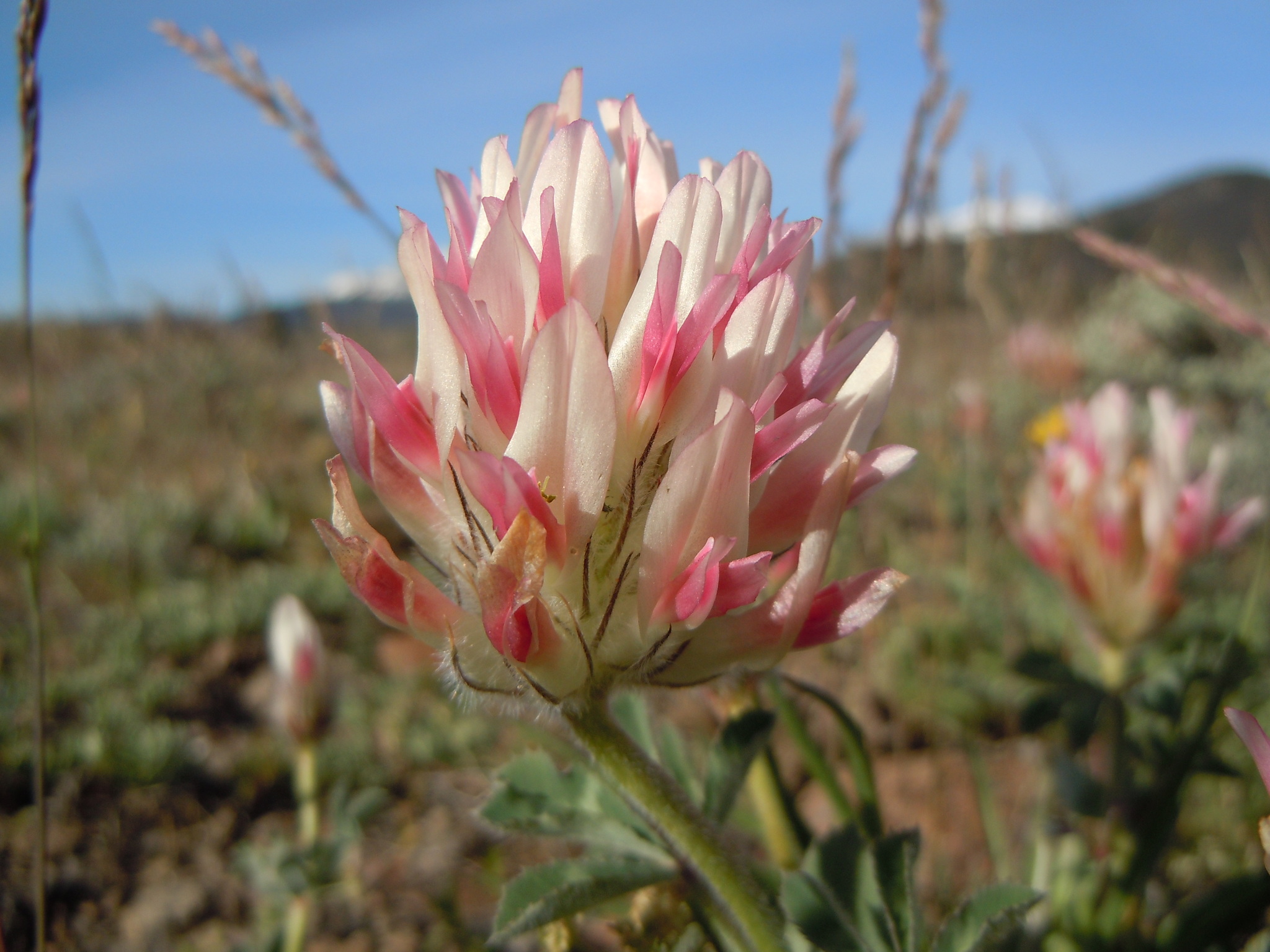 bighead clover (Trifolium macrocephalum) · iNaturalist