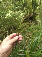 Carex forsteri