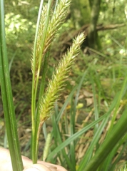 Carex forsteri