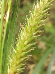 Carex forsteri