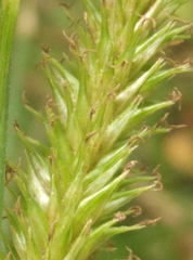 Carex forsteri