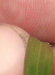 Carex forsteri