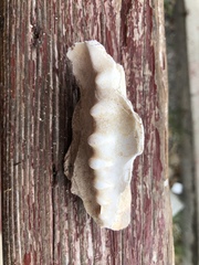 Cassis tuberosa