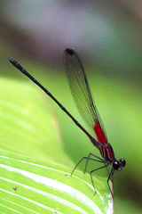 Hetaerina fuscoguttata