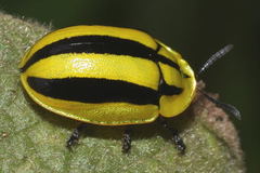 Physonota disjuncta