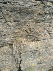 Rytidosperma unarede