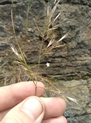 Rytidosperma unarede