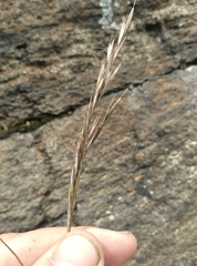 Rytidosperma unarede