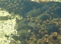 Girella elevata