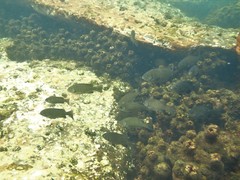 Girella elevata