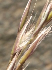 Rytidosperma unarede