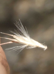 Rytidosperma unarede