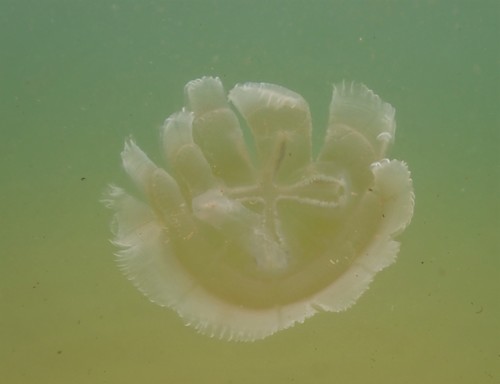 photo of Blue Blubber Jelly (Catostylus mosaicus)