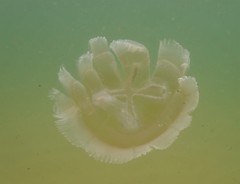 Catostylus mosaicus
