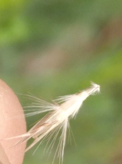 Rytidosperma unarede