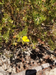 Gompholobium aristatum