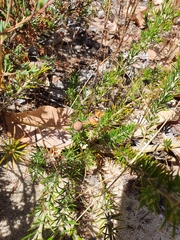 Gompholobium aristatum