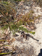 Gompholobium aristatum